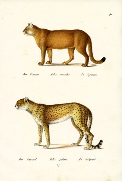 Cougar, 1824 - Karl Joseph Brodtmann